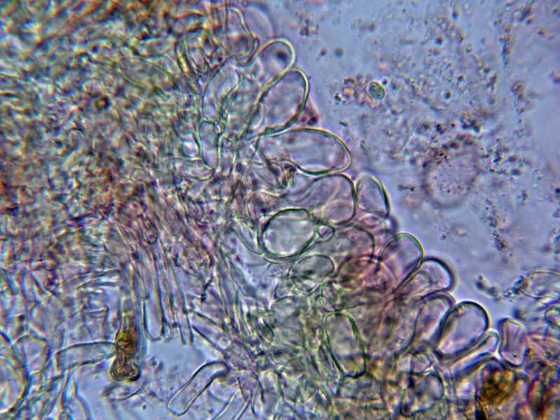 Chamaemyces fracidus 10 - Suprapellis-001